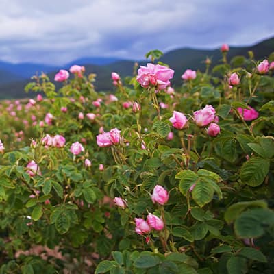 Kazanlak — Damask rose fields